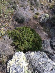 Galium catalinense acrispum