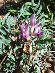 Astragalus crassicarpus