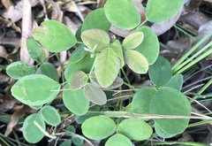 Desmodium scorpiurus