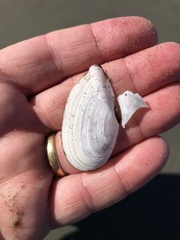 Ardeamya spenceri