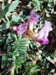 Astragalus crassicarpus