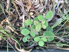 Desmodium scorpiurus