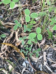 Desmodium scorpiurus