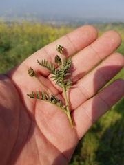 Astragalus didymocarpus