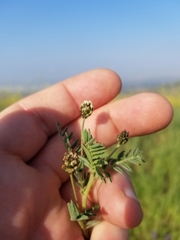 Astragalus didymocarpus