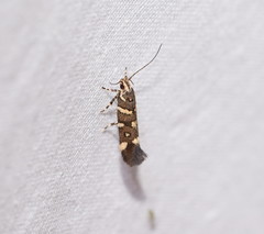 Macrobathra myriophthalma