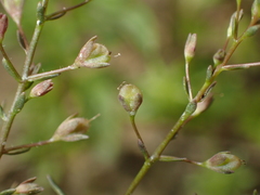 Veronica anagalloides