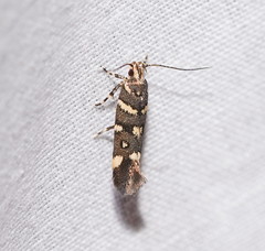 Macrobathra myriophthalma