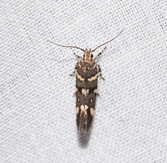 Macrobathra myriophthalma