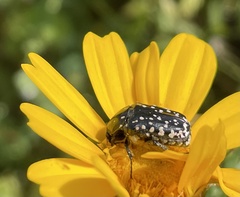 Oxythyrea noemi