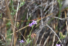Gilia nevinii
