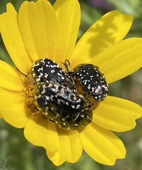Oxythyrea noemi