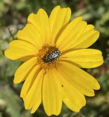 Oxythyrea noemi