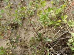Veronica anagalloides