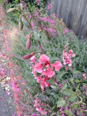 Clarkia unguiculata