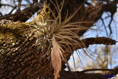 Tillandsia erubescens