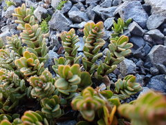 Pimelea traversii