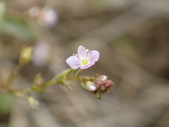 Veronica anagalloides