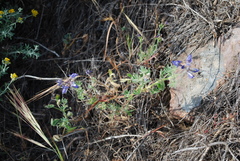 Lupinus guadalupensis