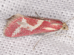 Noctueliopsis aridalis