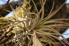 Tillandsia erubescens
