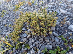 Pimelea traversii