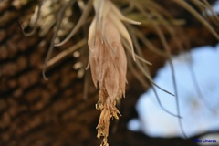 Tillandsia erubescens