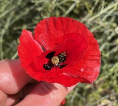 Papaver umbonatum