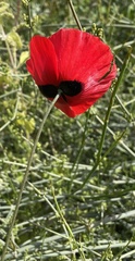 Papaver umbonatum
