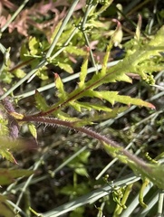 Papaver umbonatum