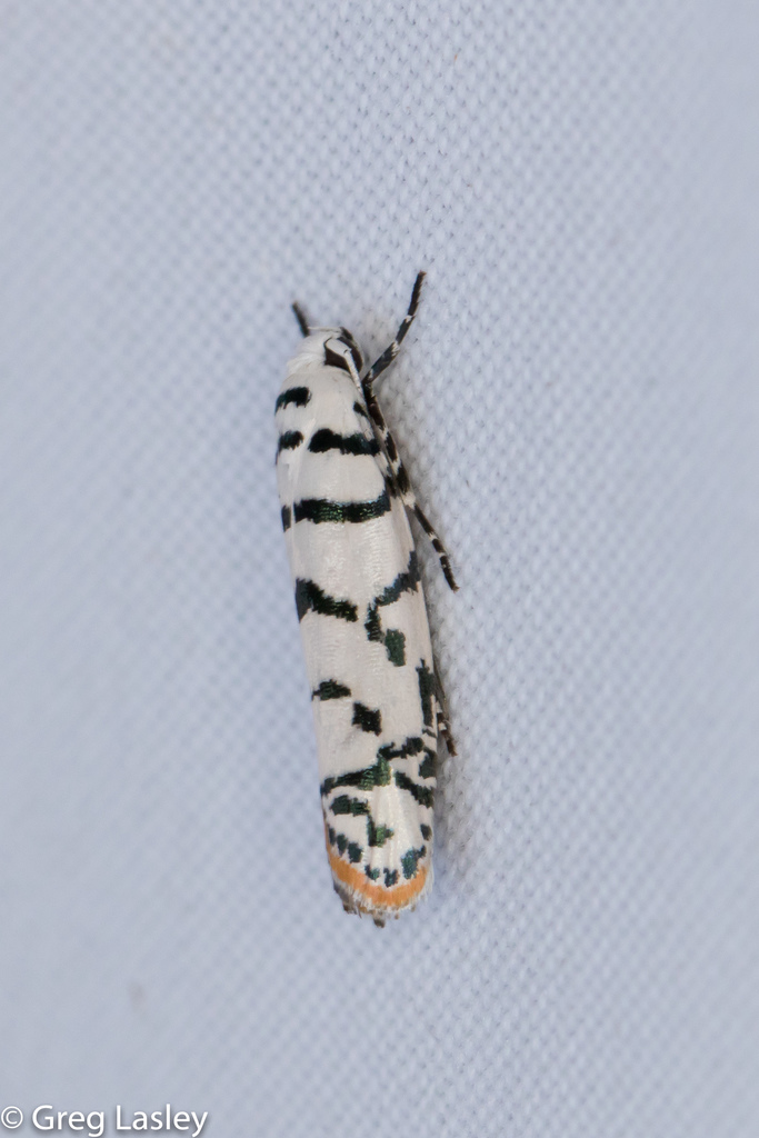Ethmia kirbyi group