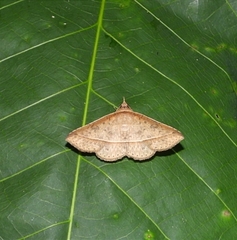 Tochara