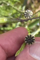 Papaver umbonatum
