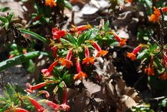 Diplacus parviflorus