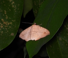 Hulodes donata