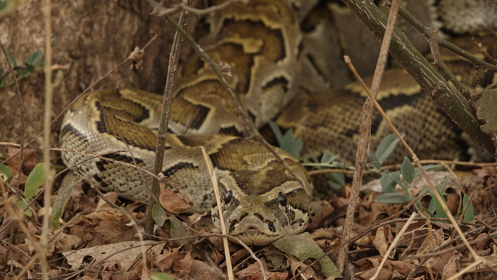 African Rock Python In March 2022 By Doug Macdonald INaturalist   Large 