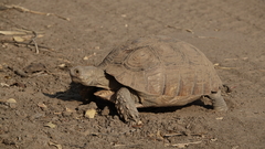 Centrochelys sulcata