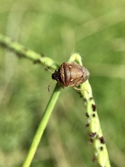 Eysarcoris trimaculatus