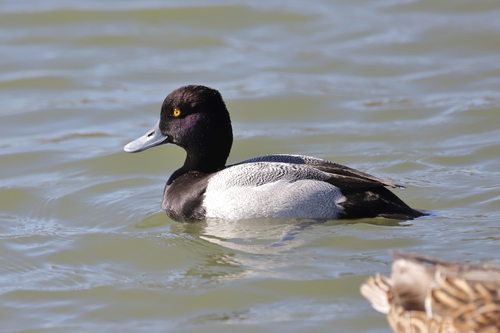 Porrón bola (Aythya affinis)