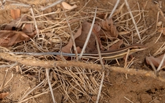 Trachylepis quinquetaeniata