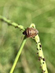 Eysarcoris trimaculatus