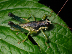 Rhachicreagra nothra