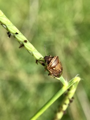 Eysarcoris trimaculatus