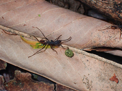 Eciton burchellii foreli