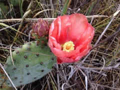 Opuntia × vaseyi