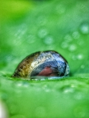 Curetis santana