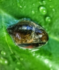 Curetis santana