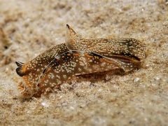 Philinopsis taronga