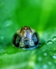 Curetis santana
