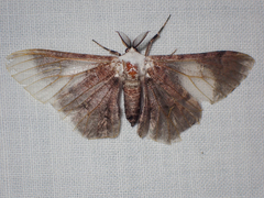 Thyrinteina arnobia